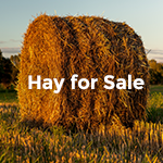 Hay for Sale Clear