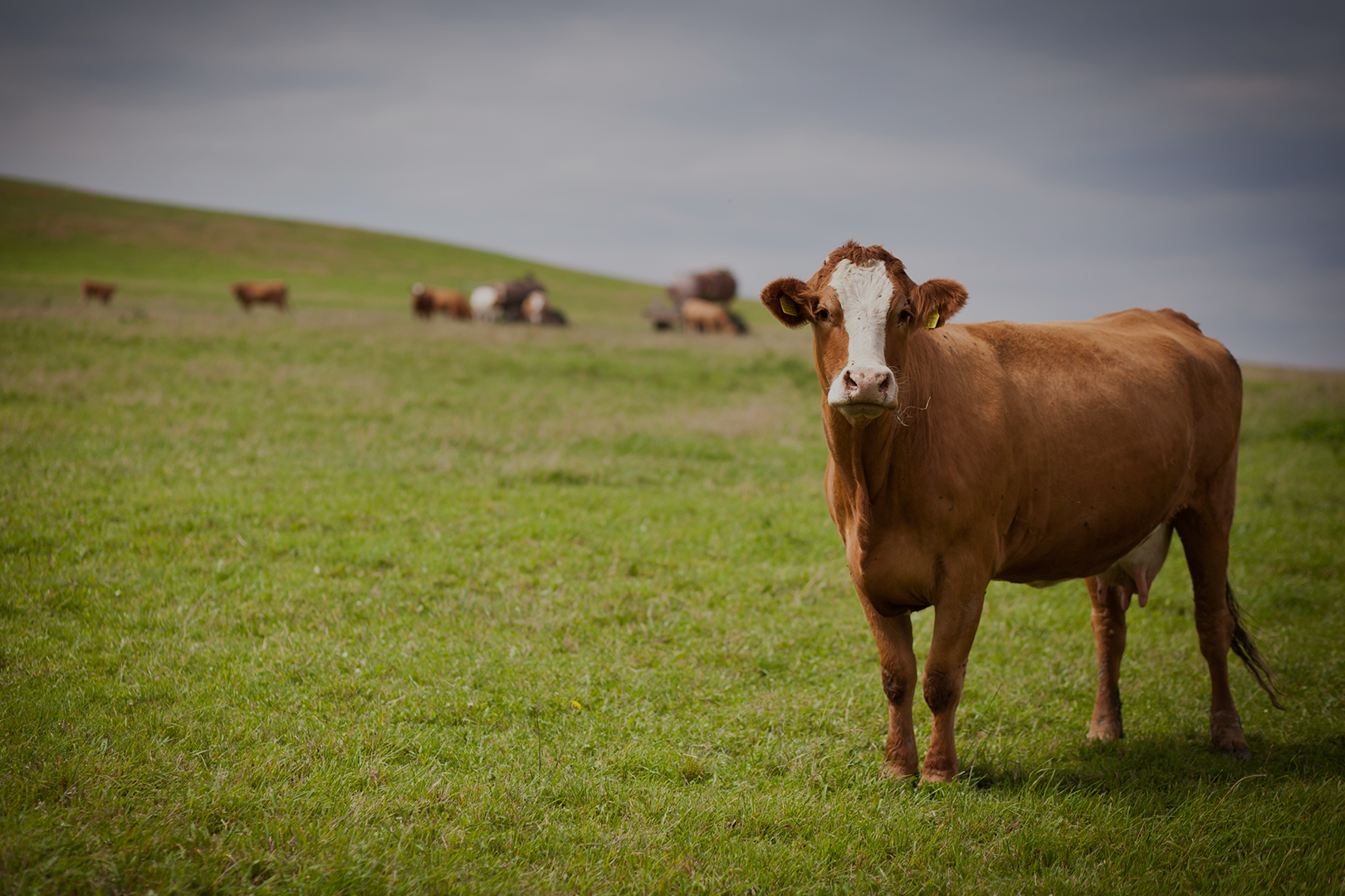 Accredited Veterinarians