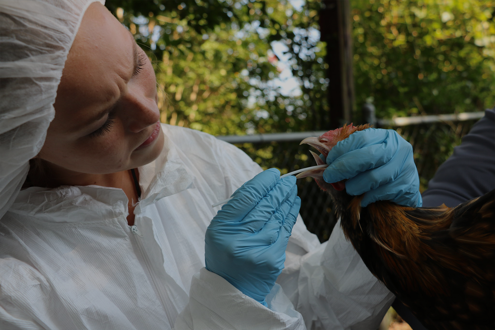 Veterinary Diagnostic Lab