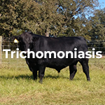 Trichomoniasis Image
