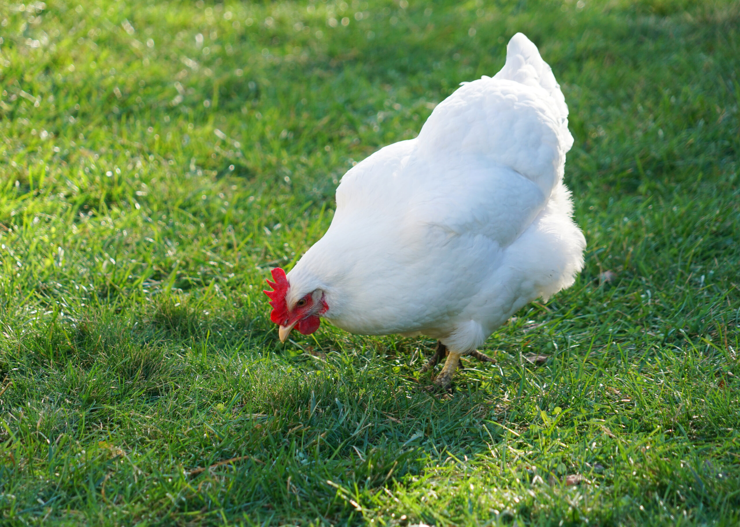 Poultry Health Chicken Image