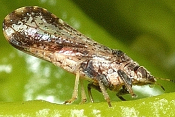 Asian citrus psyllid (ACP)