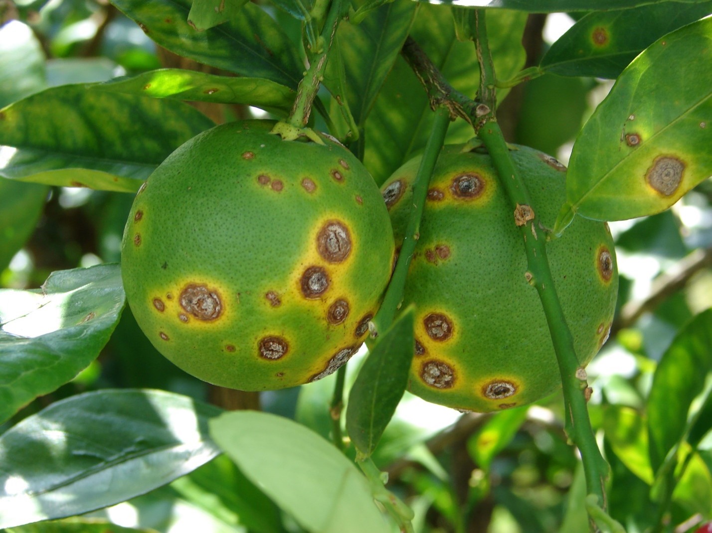 Citrus Canker