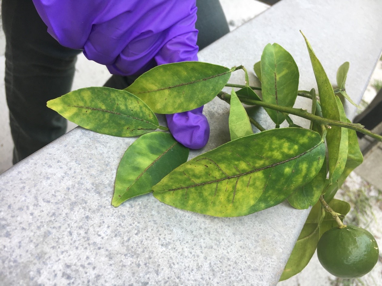 Citrus Greening