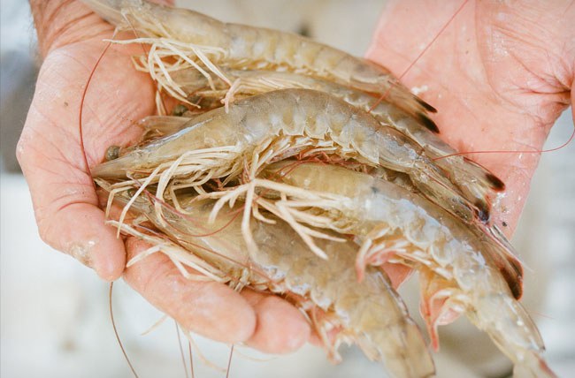 SPRS Shrimp Image