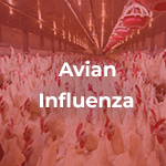 Avian Influenza small rotation