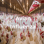 Avian Influenza small rotation clear