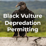 Black Vulture Depredation Permitting Clear