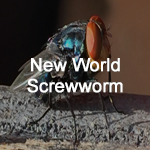 New World Screwworm