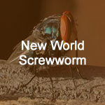 New World Screwworm